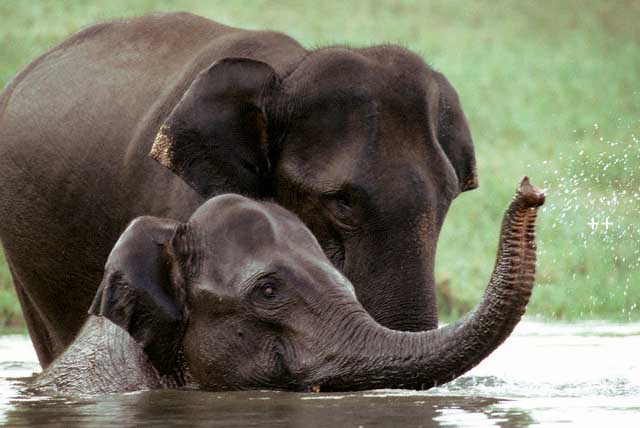 kerala wildlife tour